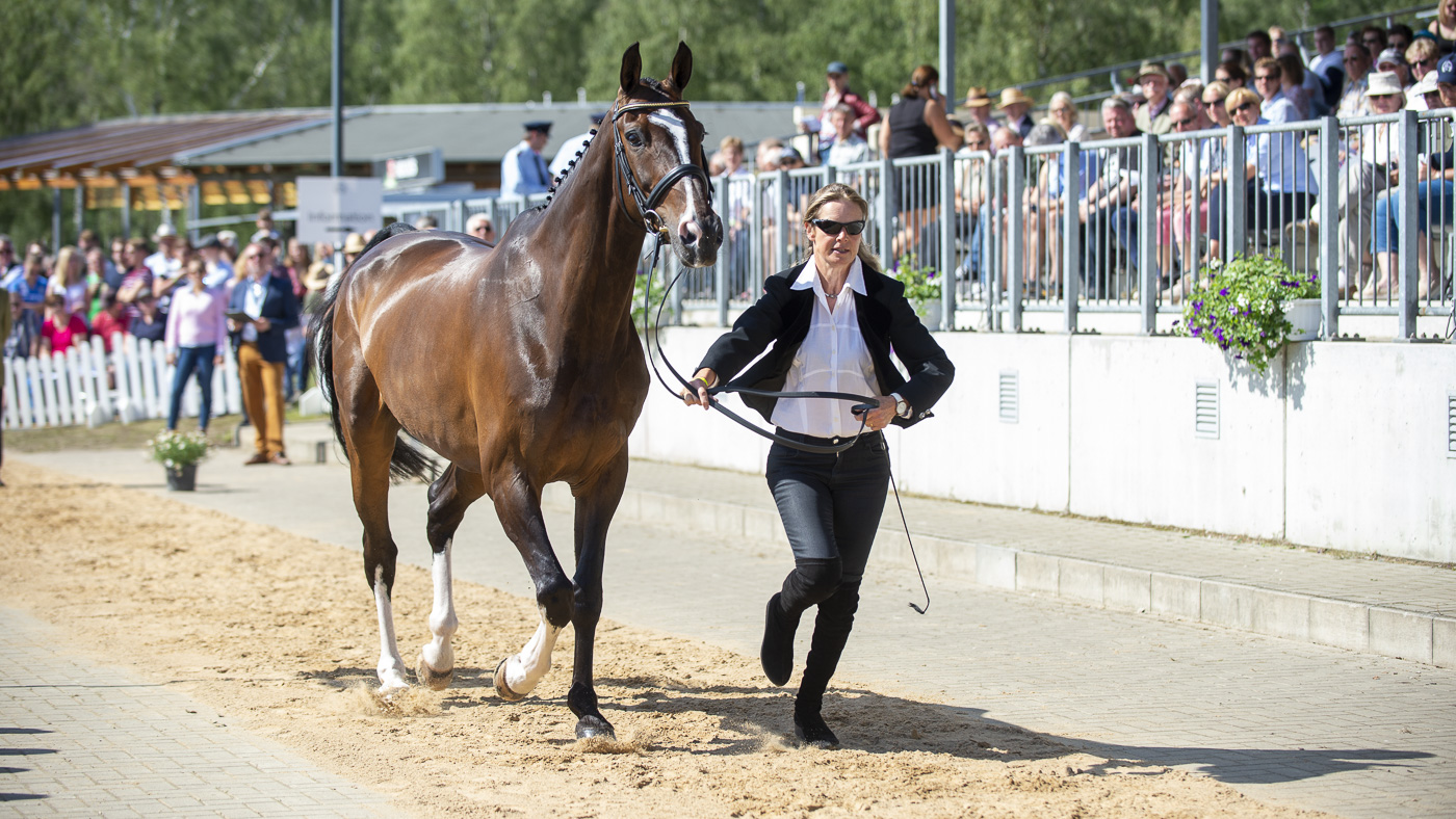 LUHMUHLEN_2019_CCI5_INSP2_GBR_RIMMER-19789.jpg