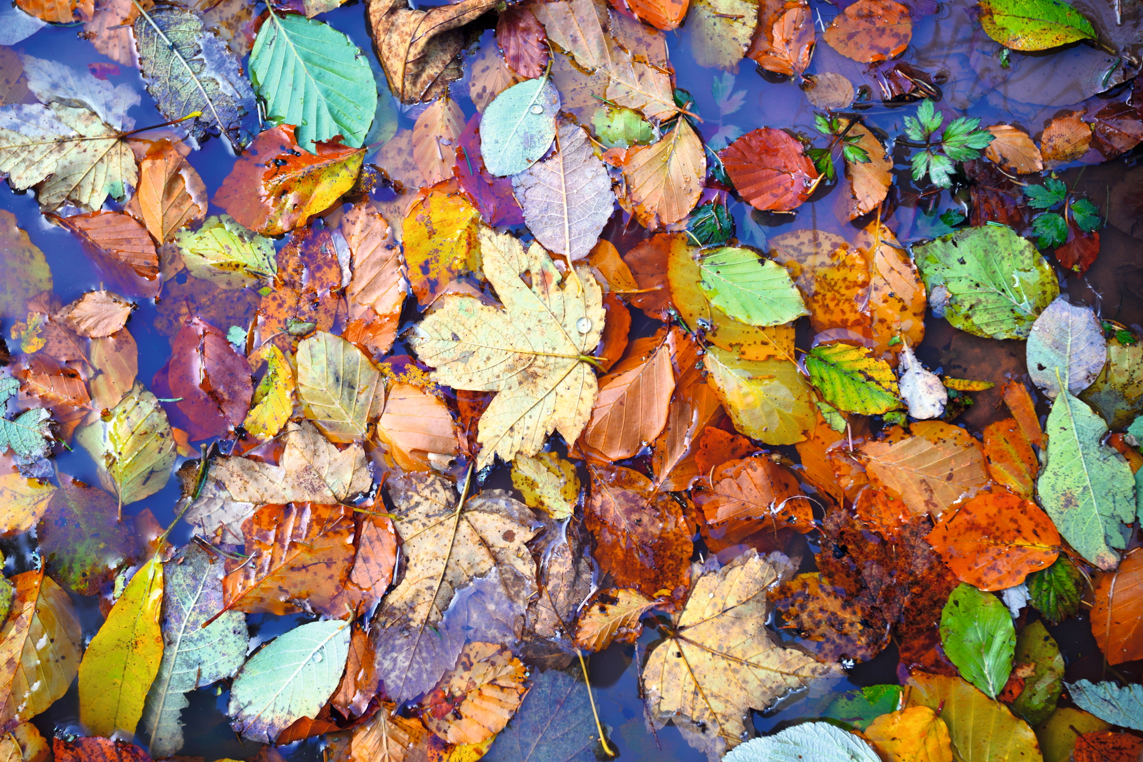Natural background of fallen leaves. Autumn leaves on a puddle