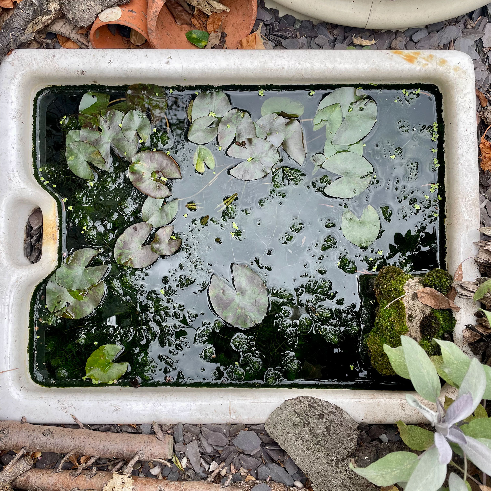 Mini pond with lily pads made from old Belfast sink