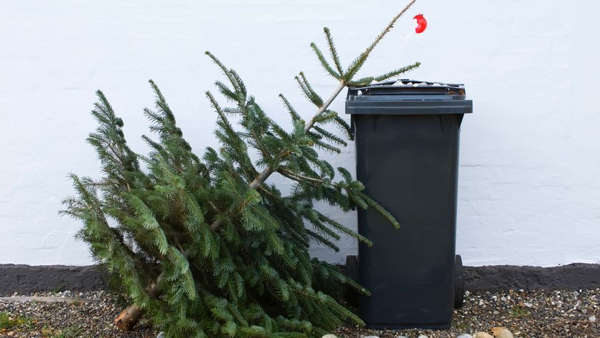 discarded christmas tree by wheelie bin in garden