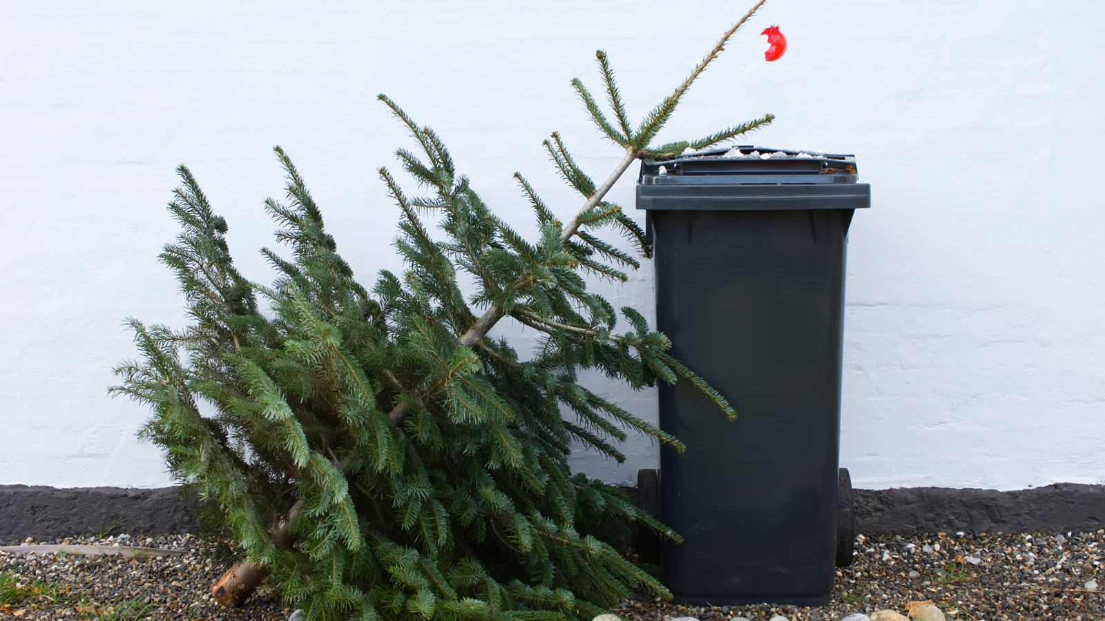 discarded christmas tree by wheelie bin in garden