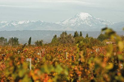 South American sparkling wines
