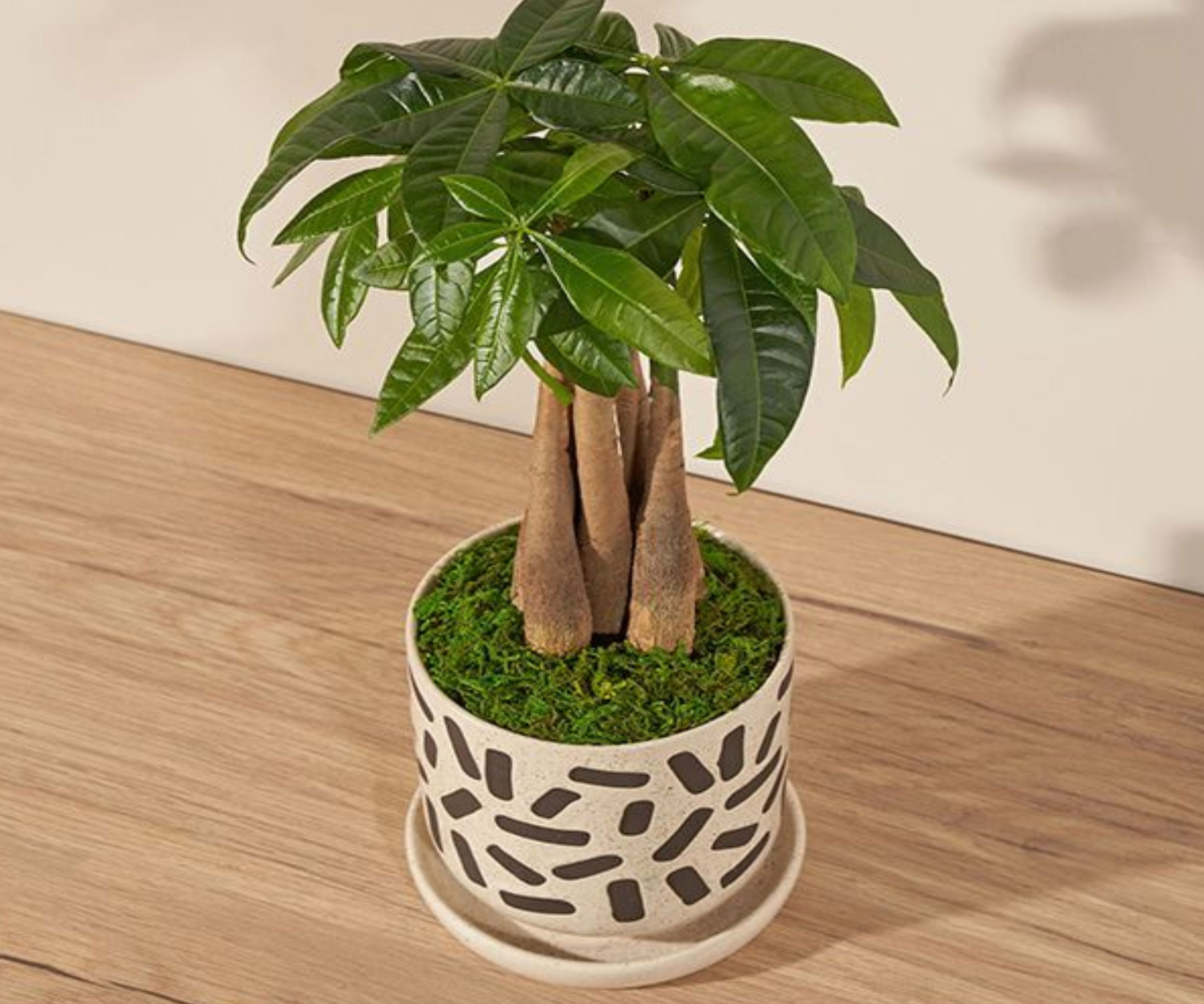 money tree in pot filled with moss