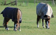 Winter rug hacks How to clean horse rugs at home