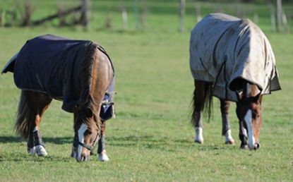 Winter rug hacks How to clean horse rugs at home