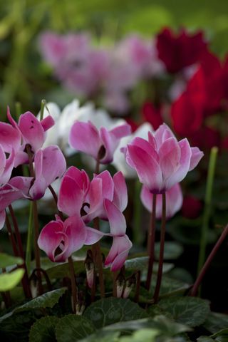 autumn plants cyclamen