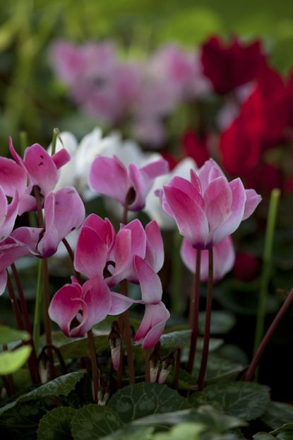 winter container planting cyclamen