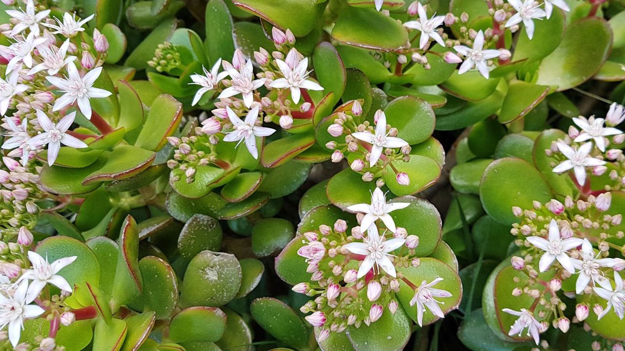 Jade plant