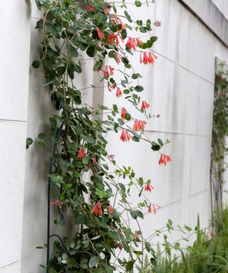 coral honeysuckle growing on wall
