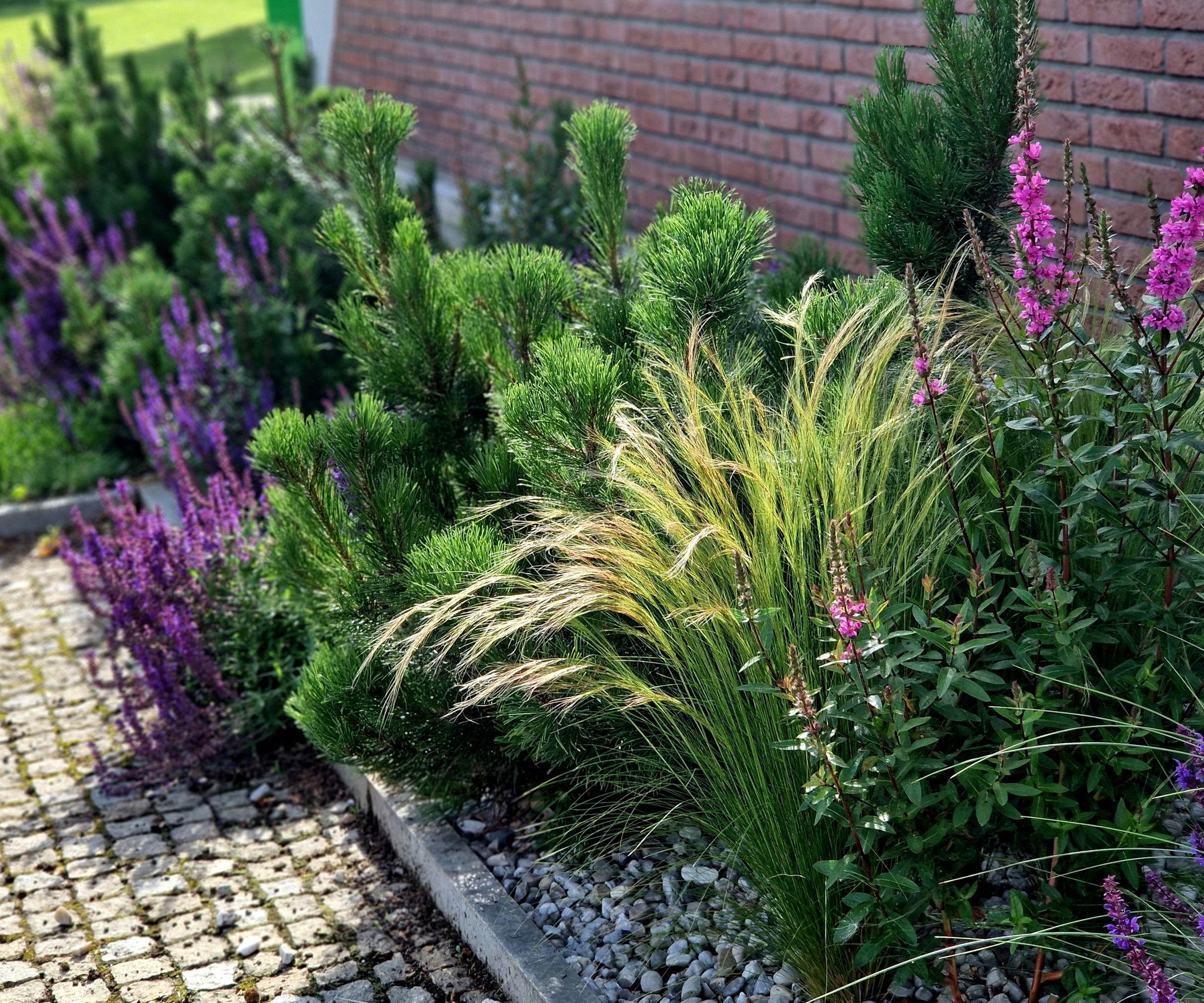 Mexican feather grass in garden border near wall