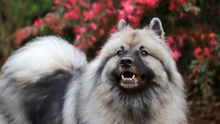 Fluffy Keeshond in a garden at spring time with pink flowers behind