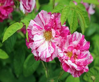 Rosa mundi is a variety of Gallica rose