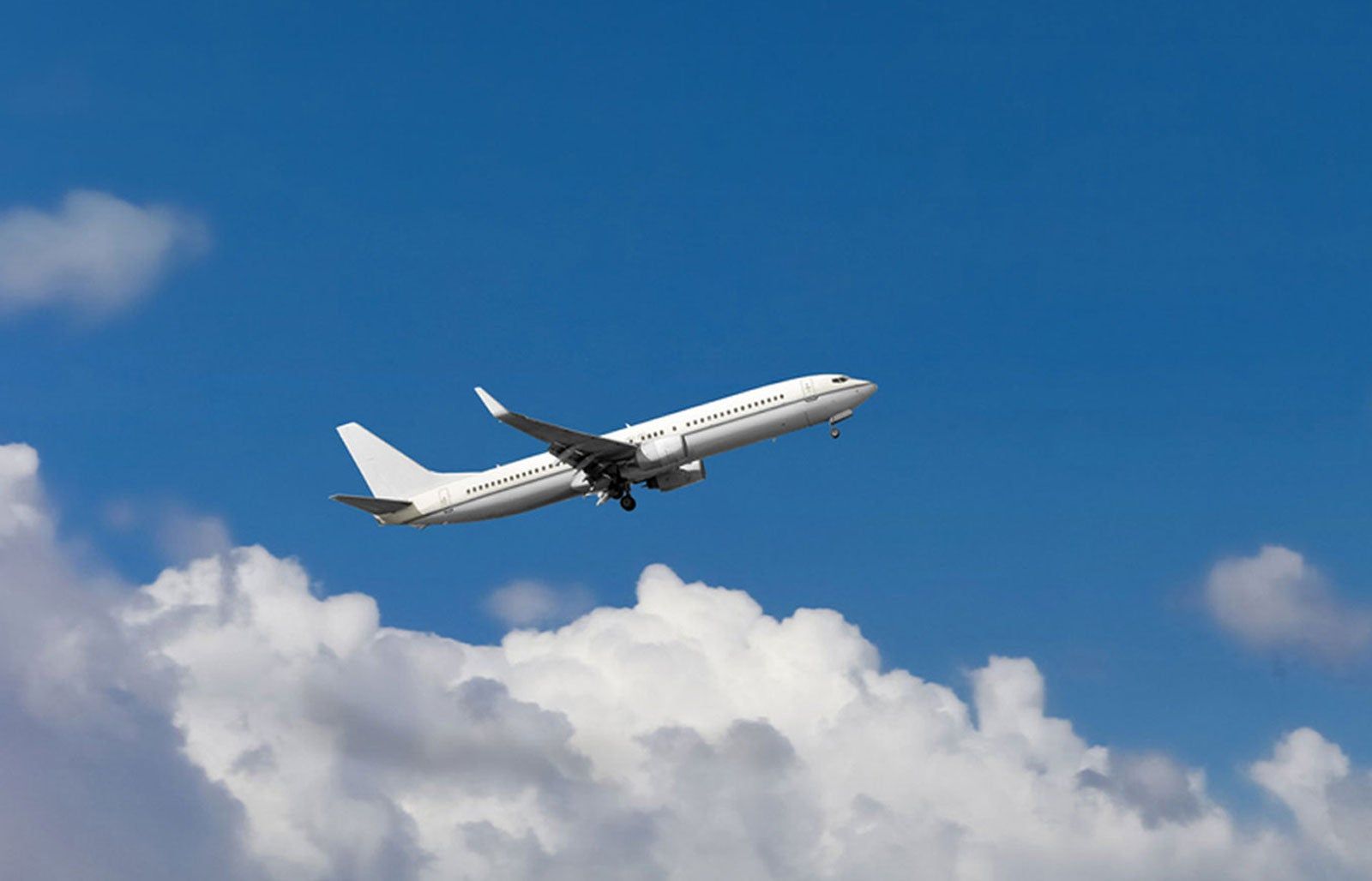 Taking Plants On Flight Can You Bring Plants On An Airplane