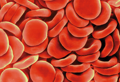 Red blood cells - Features news, Marie Claire