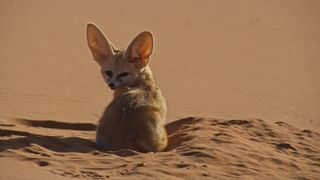 The fennec fox survives in the Sahara.