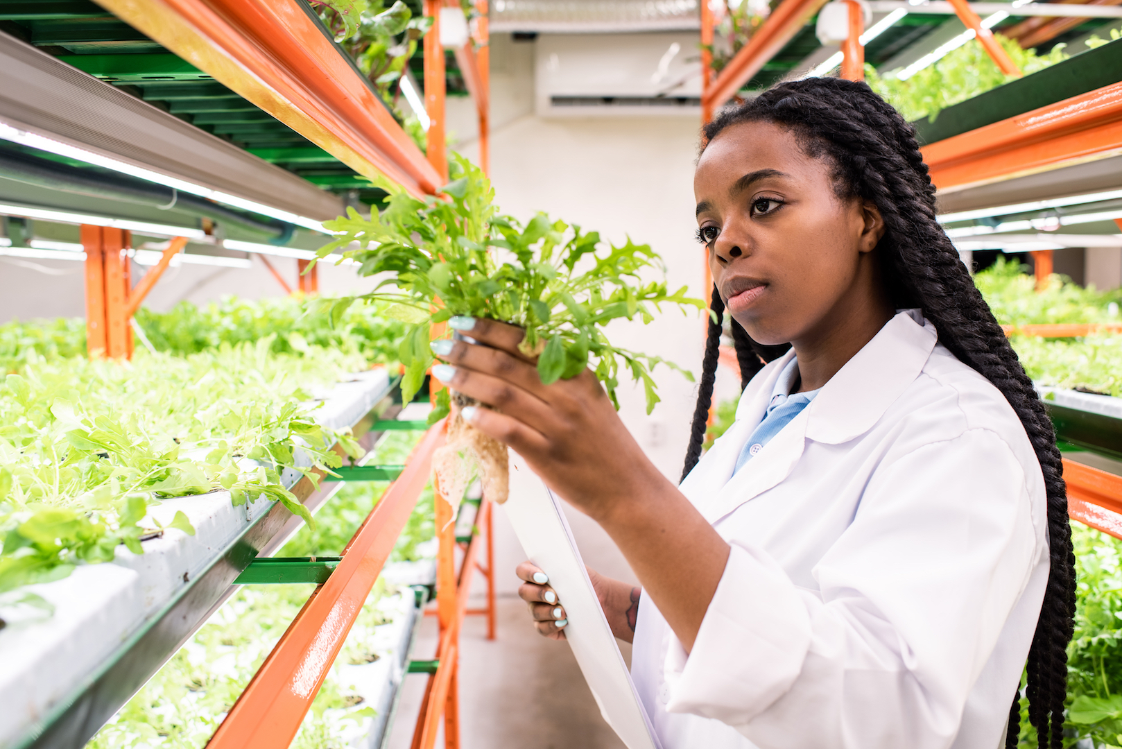 A botanist, which is a type of biologist, examining plants growing in a greenhouse.