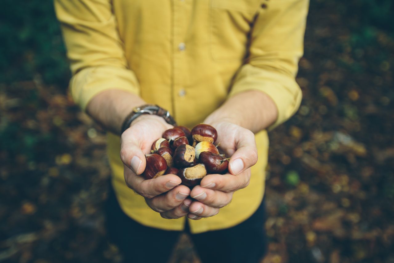 foraging