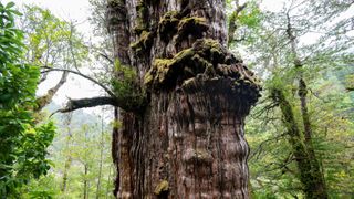 The Alerce Milenario tree, a huge alerce tree, in a forested national park in Chile