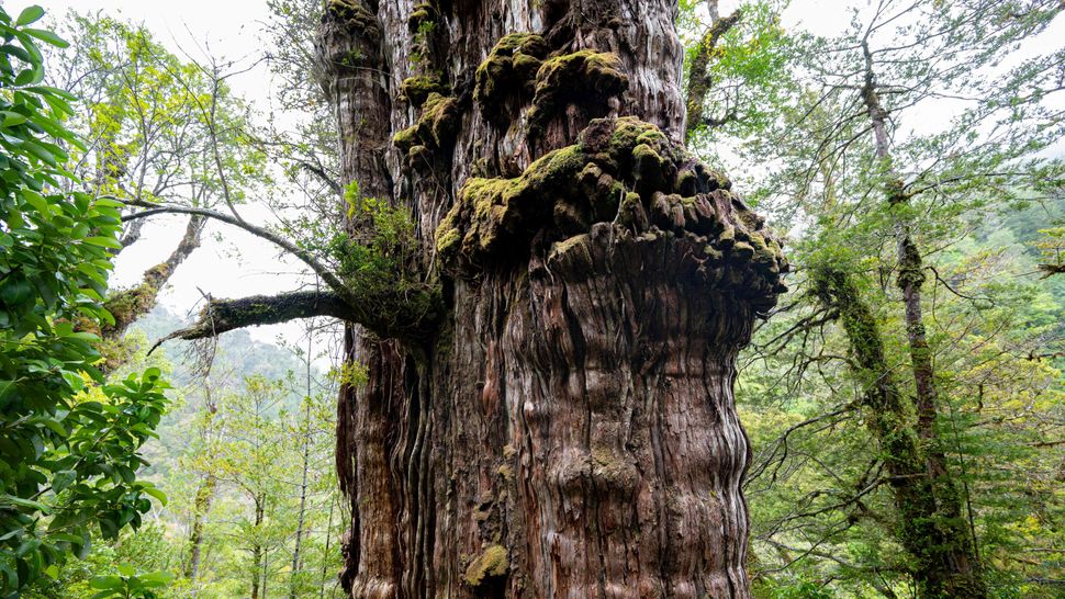 the-oldest-tree-in-the-world-and-the-7-runner-ups-live-science