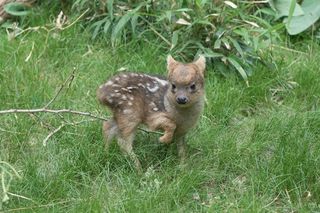 A tiny pudu deer.