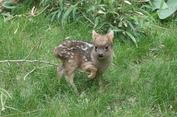 A tiny pudu deer.