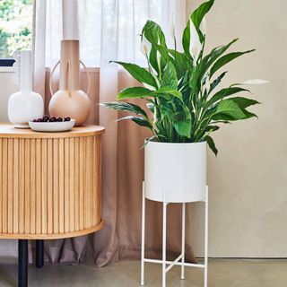 peace lily houseplant in white pot with legs