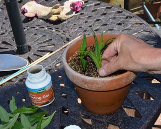 Inserting softwood penstemon cuttings into a clay pot of gritty compost