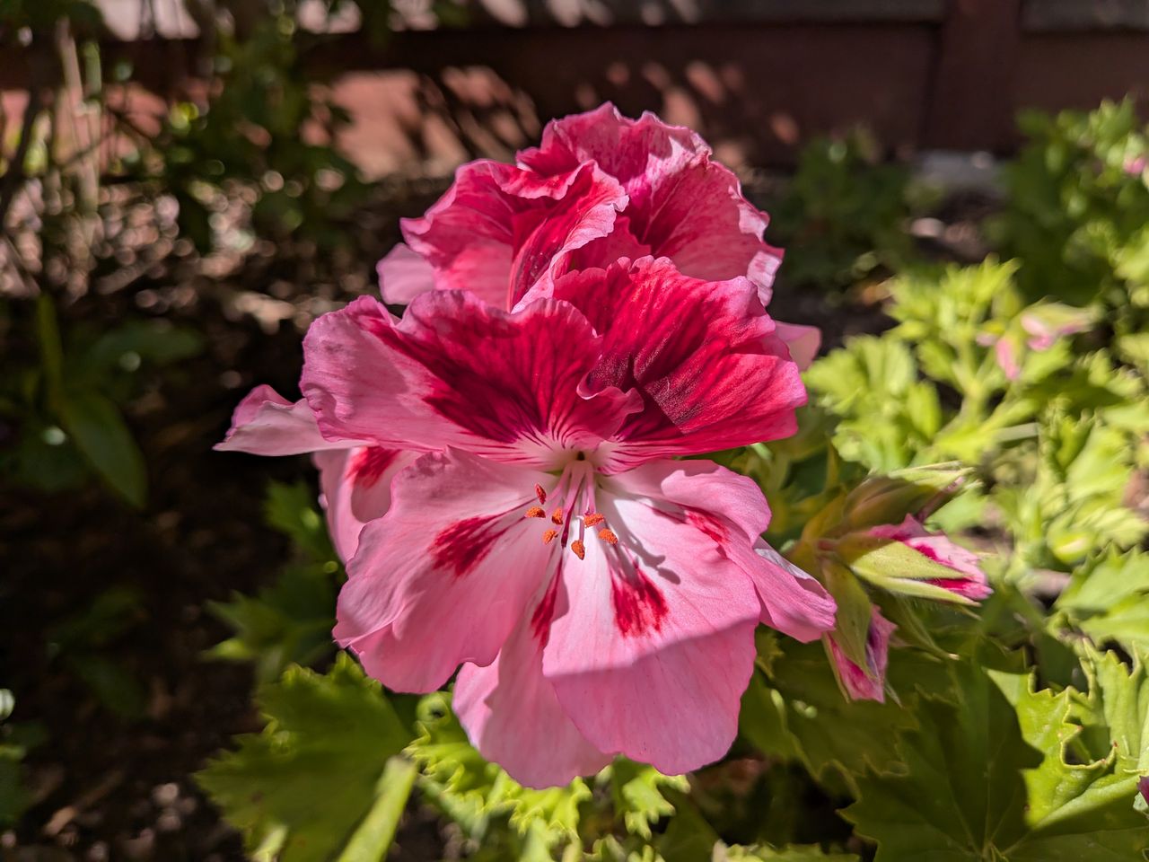 A Google Pixel 9a camera sample showing a close-up of a large red-pink flower using Macro Focus.
