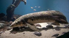 A large brown fish with a torpedo-shape body swims in an aquarium tank