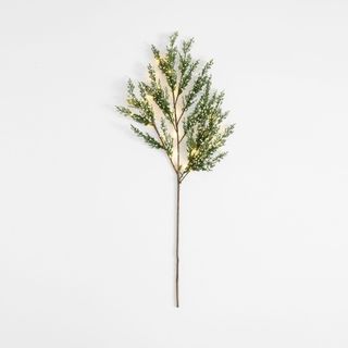 Light fir branch