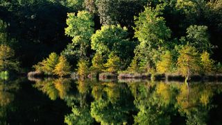 Cypress trees reflected in water, Mountain Fork River