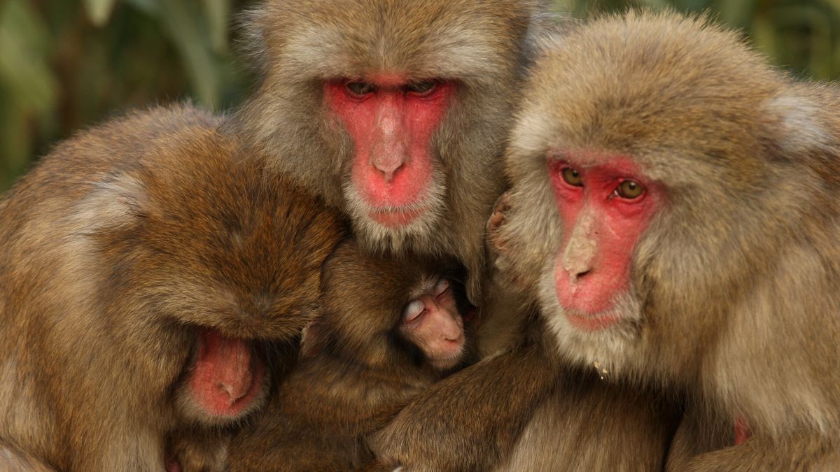 What Is The Rare Monkey B Virus That Killed Vet In China? | The Week