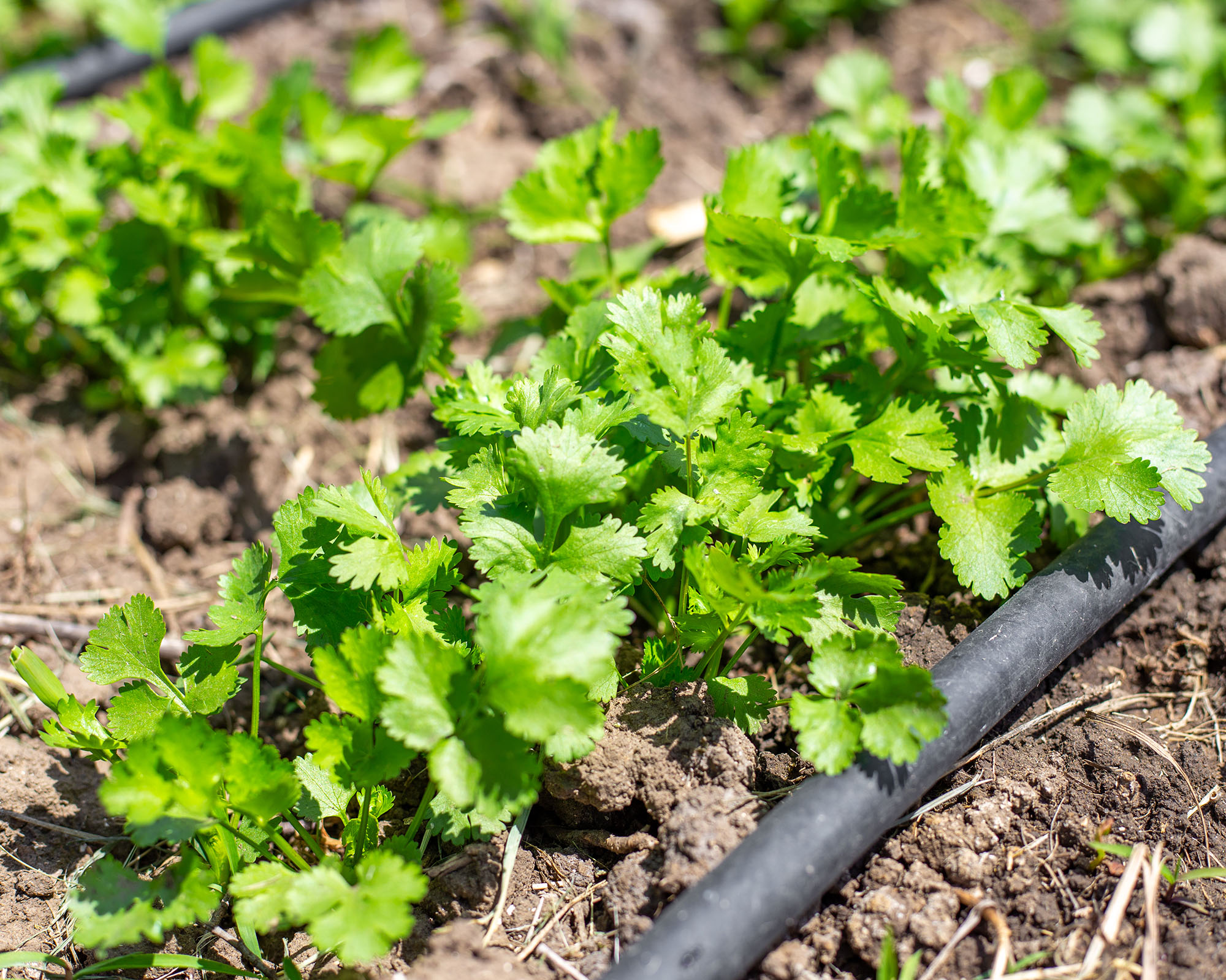 Young cilantro plants growing in a bed with a drip irrigation tube