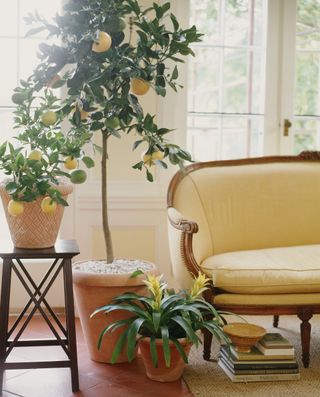 lemon trees in conservatory