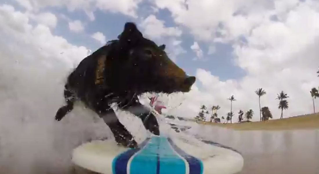 Let&amp;#039;s watch Kama the surfing pig catch a wave