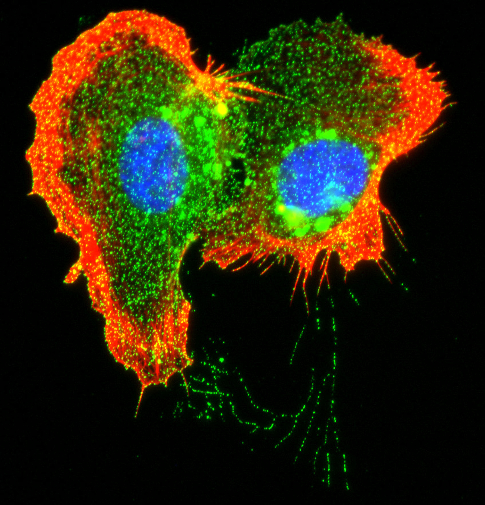 TM4SF1 protein