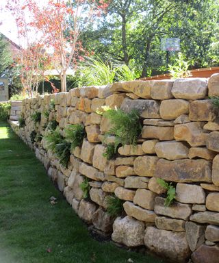 traditional stone garden wall planted with ferns