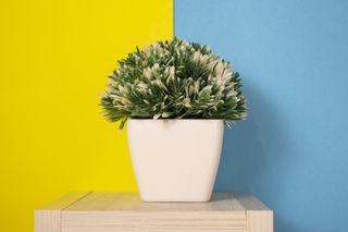 A white and green succulent plant in a pot against a wall painted half yellow and half blue