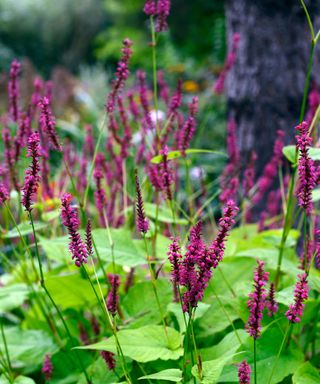 Raspberry-red flowers and lime leaves of Persicaria amplexicaulis 'Golden Arrow'