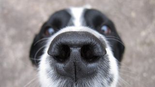 Dog sniff on a walk