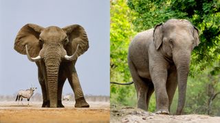 A comparison of an African and Asian elephant