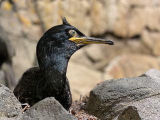 Seabird on rock