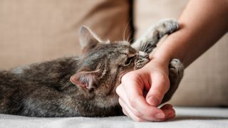 Tabby displaying cat play aggression by biting owners hand