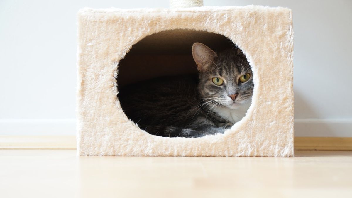 How to choose the right cat breed for you | PetsRadar