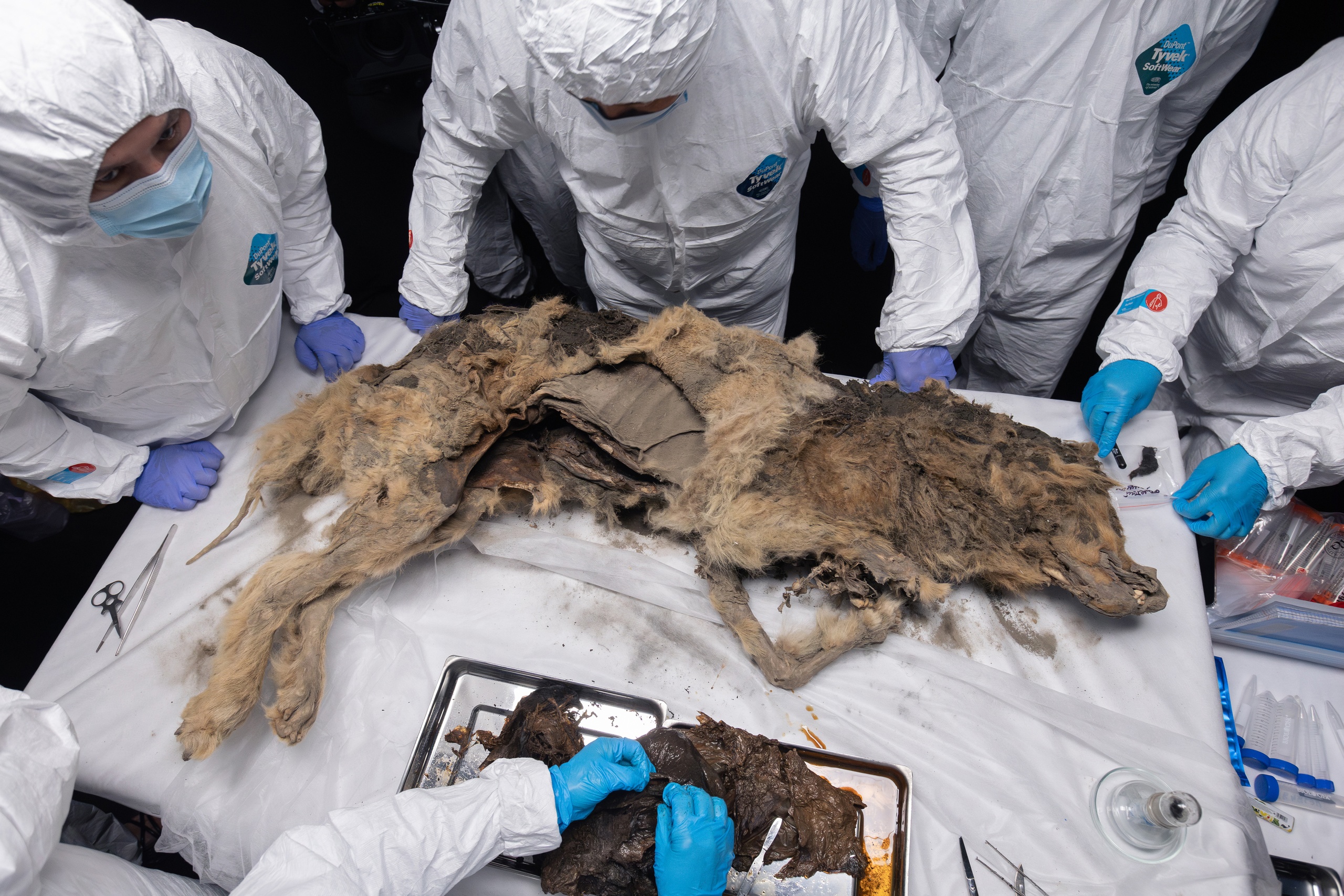 mummified wolf on a table surrounded by scientists