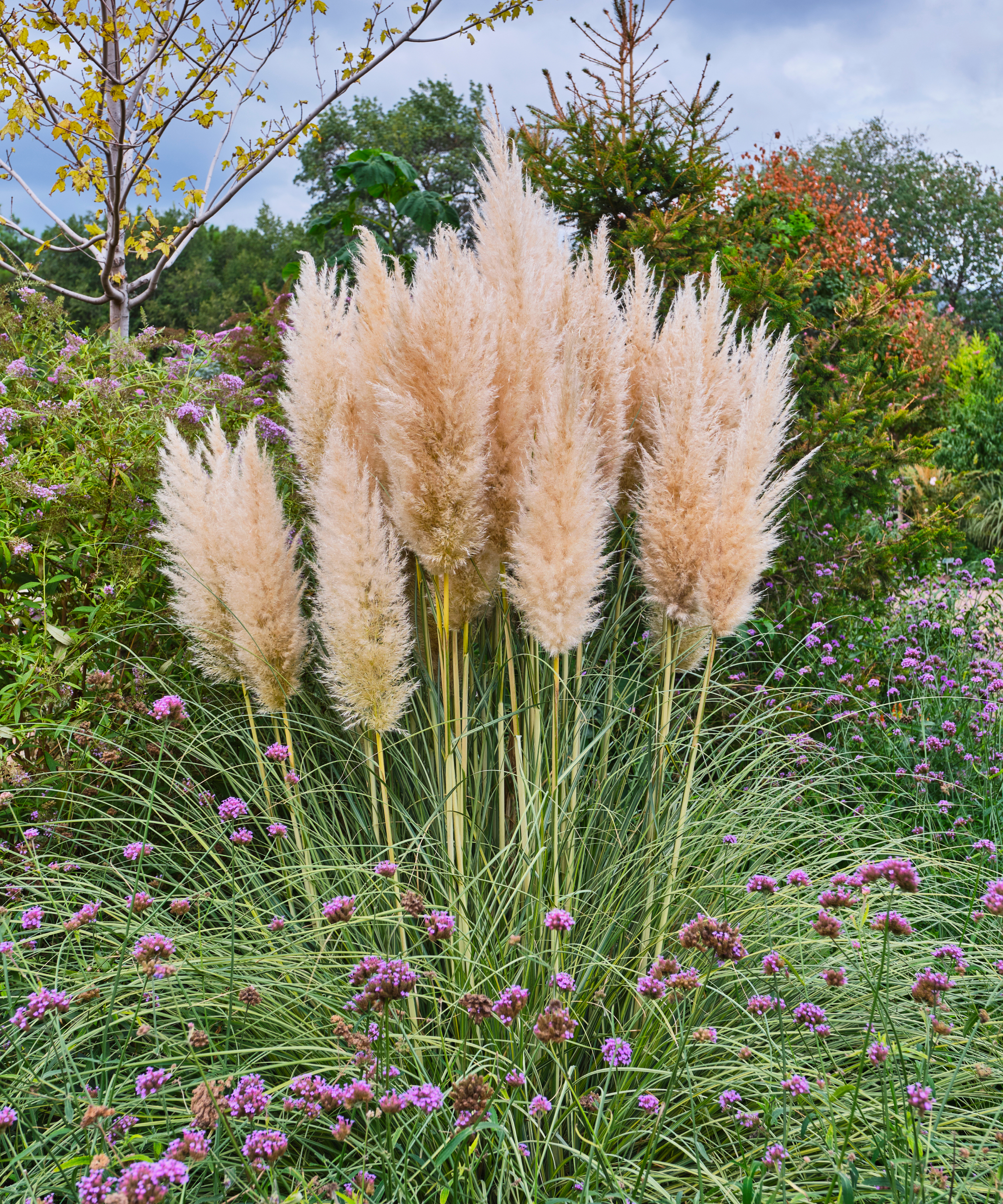 Pampas grass in a fall garden