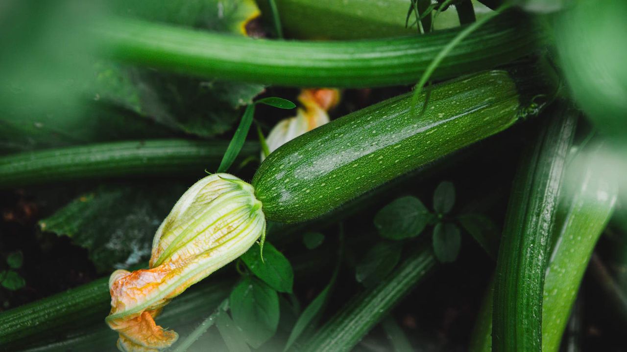 A zucchini fruit and flower growing on a zucchini plant in a garden