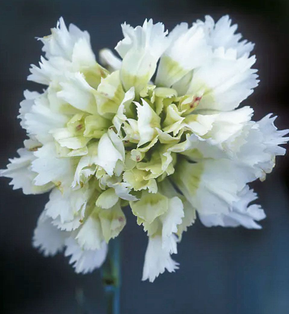 Cottage garden plants - dianthus