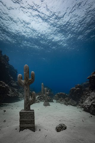 Comte’s Underwater Cacti