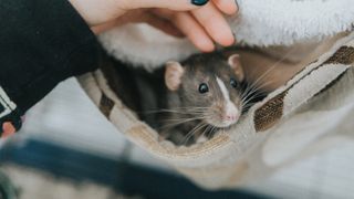 Woman stroking her pet rat